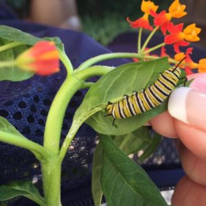 Whimsical Wings Monarch Caterpillars