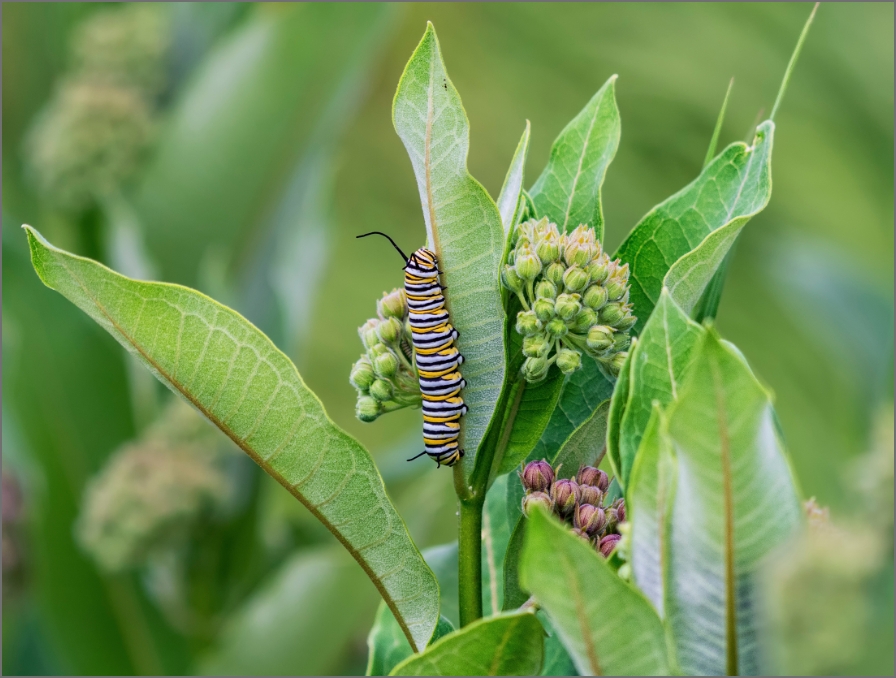 caterpillar on plant